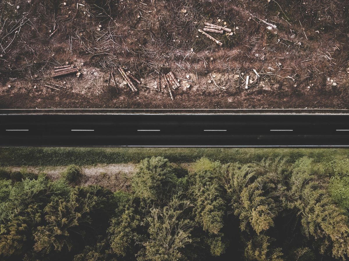 The European Union's Deforestation Regulation (EUDR): A Comprehensive Overview