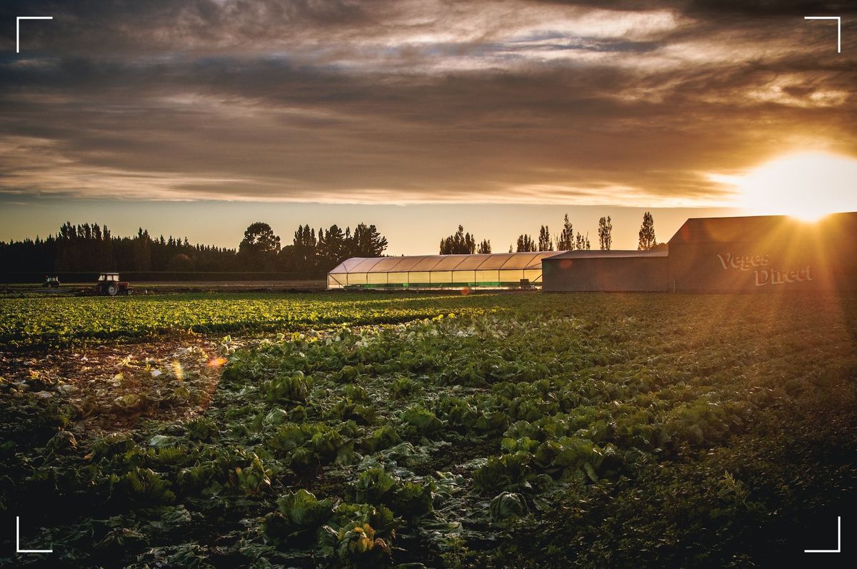 From Soil to Scope 3: How Regenerative Farming Accelerates the Journey to Net Zero