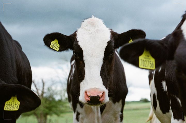 Charting the Course to Net Zero: How Leading Dairy Brands are Pioneering Sustainable Practices for the Scope 3 reduction